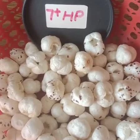 Premium 7 Suta Makhana